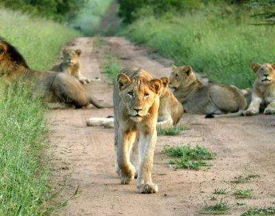 Mkuze Falls Game Lodge