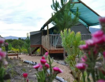 The Alpaca Tent — Otium Oasis Glamping & Camping