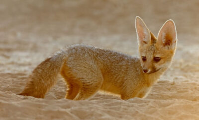 Northern Cape Desert Adventures: Discover South Africa’s Vast Open Landscapes 🌵✨