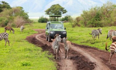 Safari Holidays Guide: Discover the Best Wildlife Getaways in South Africa 🦓